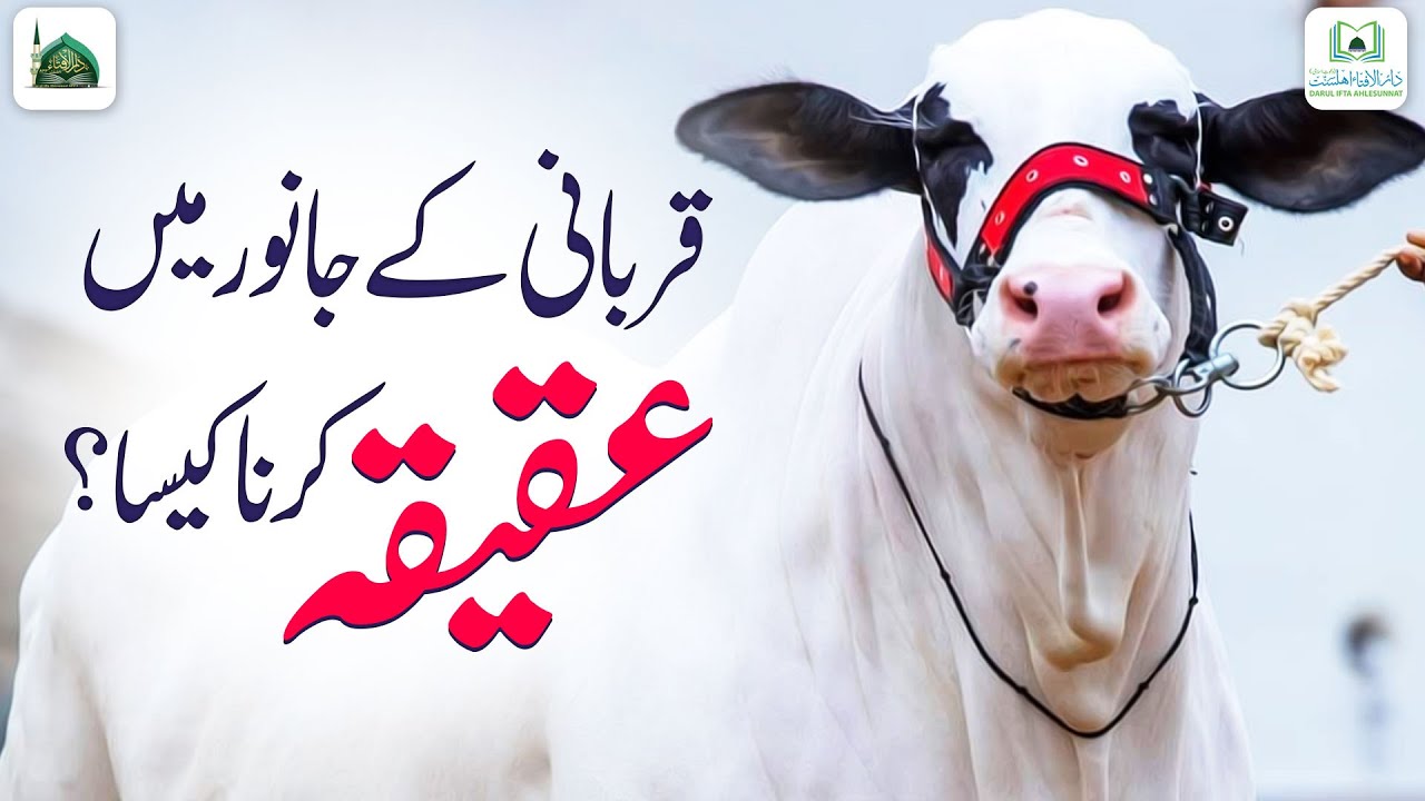 Qurbani Ke Janwar Me Aqeeqa Karna Kaisa?